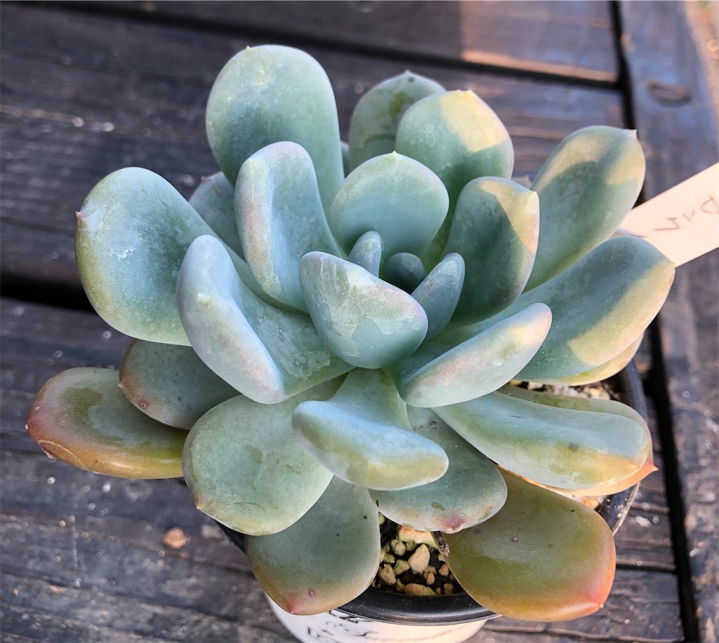 売却済み3/6ピンクムーン(カット苗) ピンクムーン - たったにく