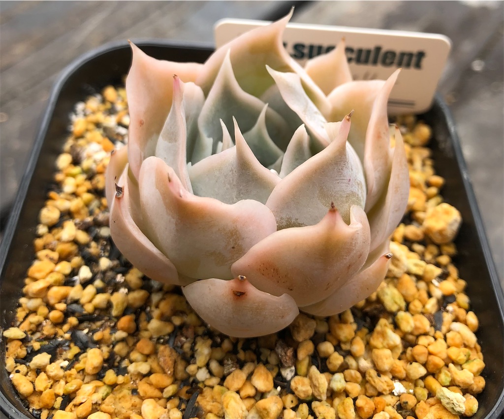 f:id:gekosuke1001:20210620125728j:image