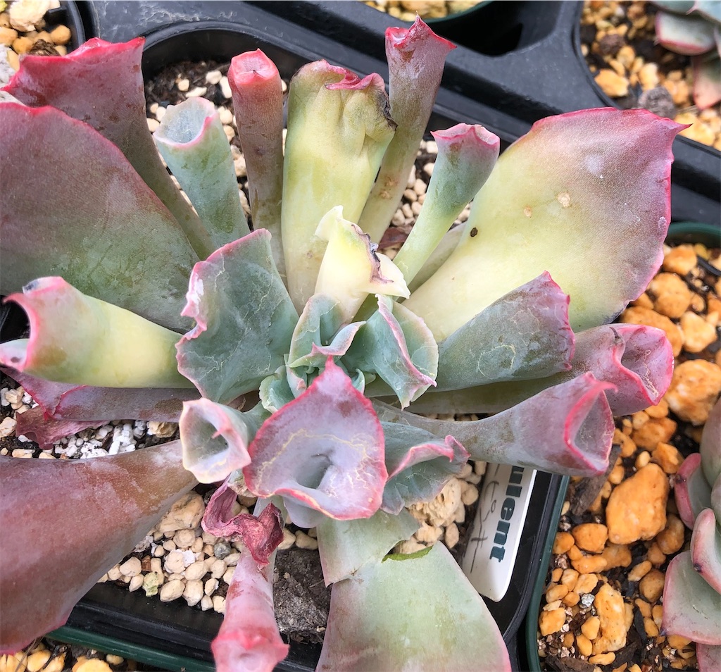 f:id:gekosuke1001:20210624084228j:image