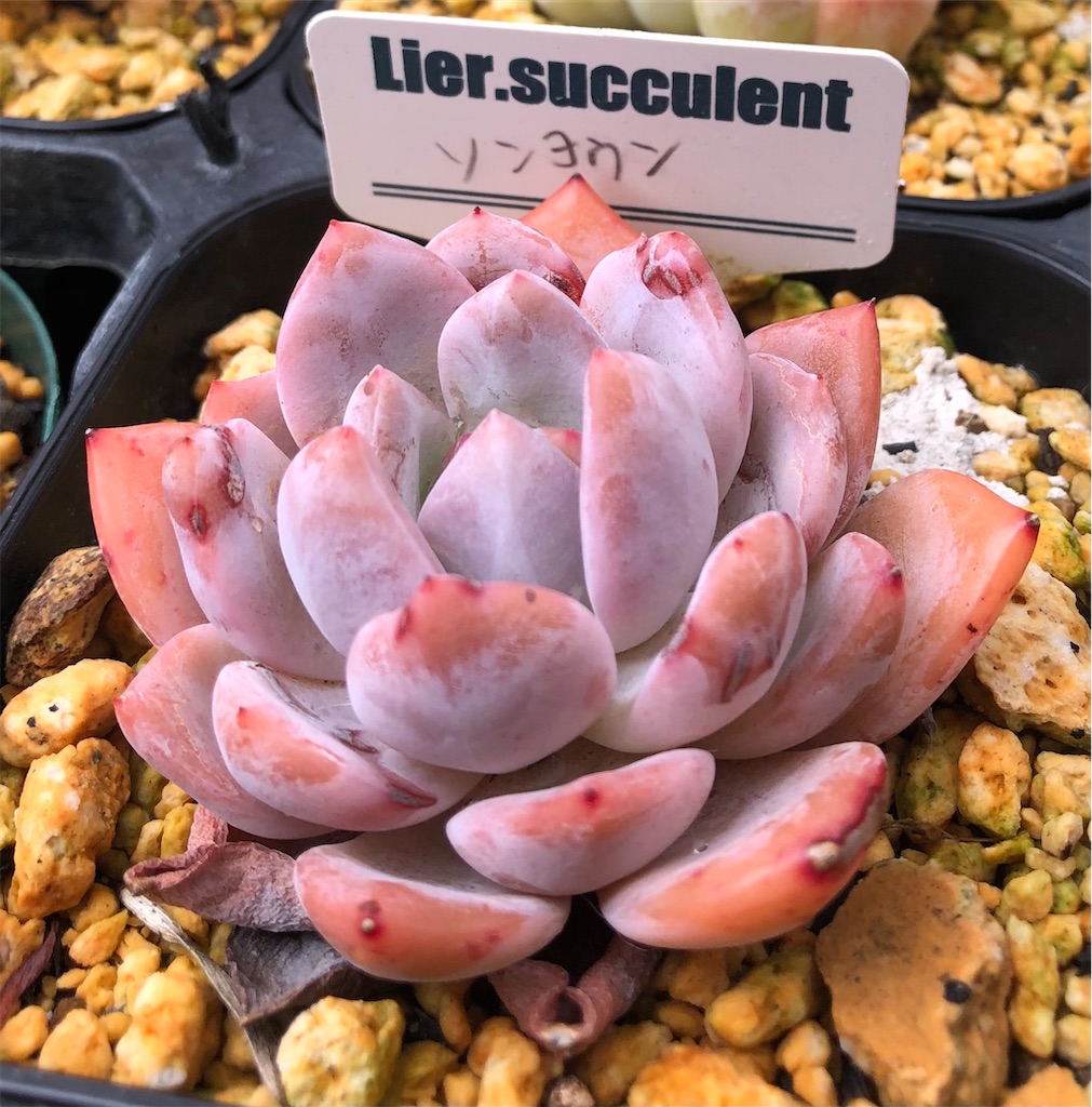 ソンヨウン - たったにく