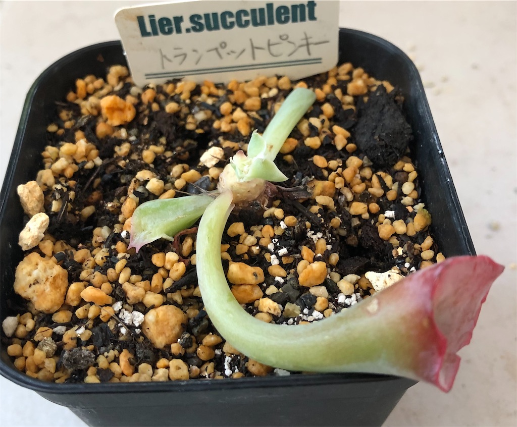 f:id:gekosuke1001:20210725102507j:image