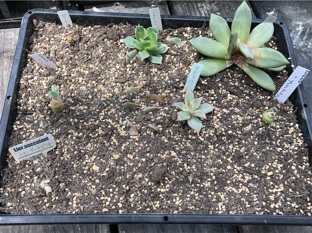 f:id:gekosuke1001:20210725102732j:image