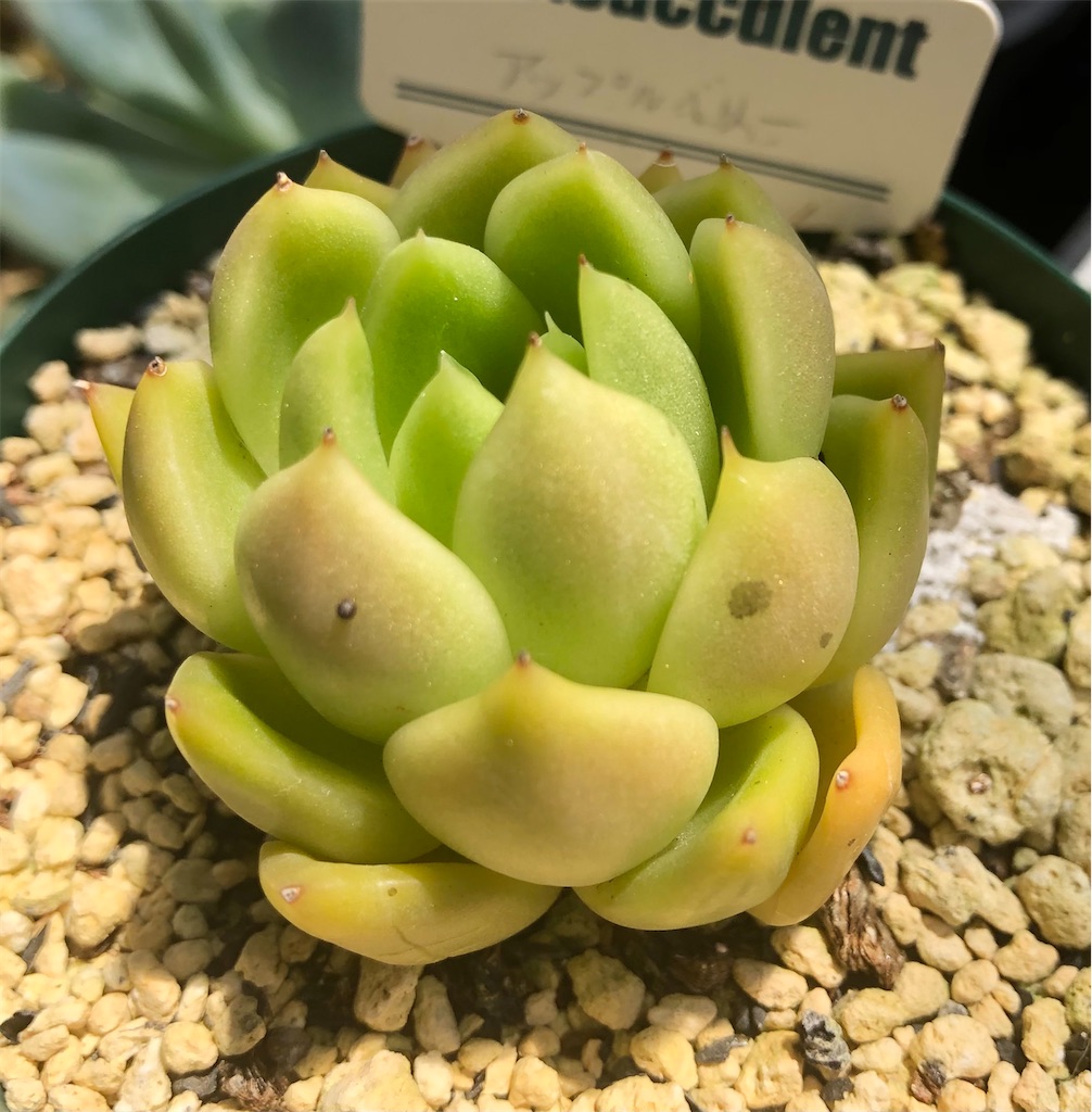 多肉植物 取りだそ 韓国苗 エケベリア ゼリーパープル