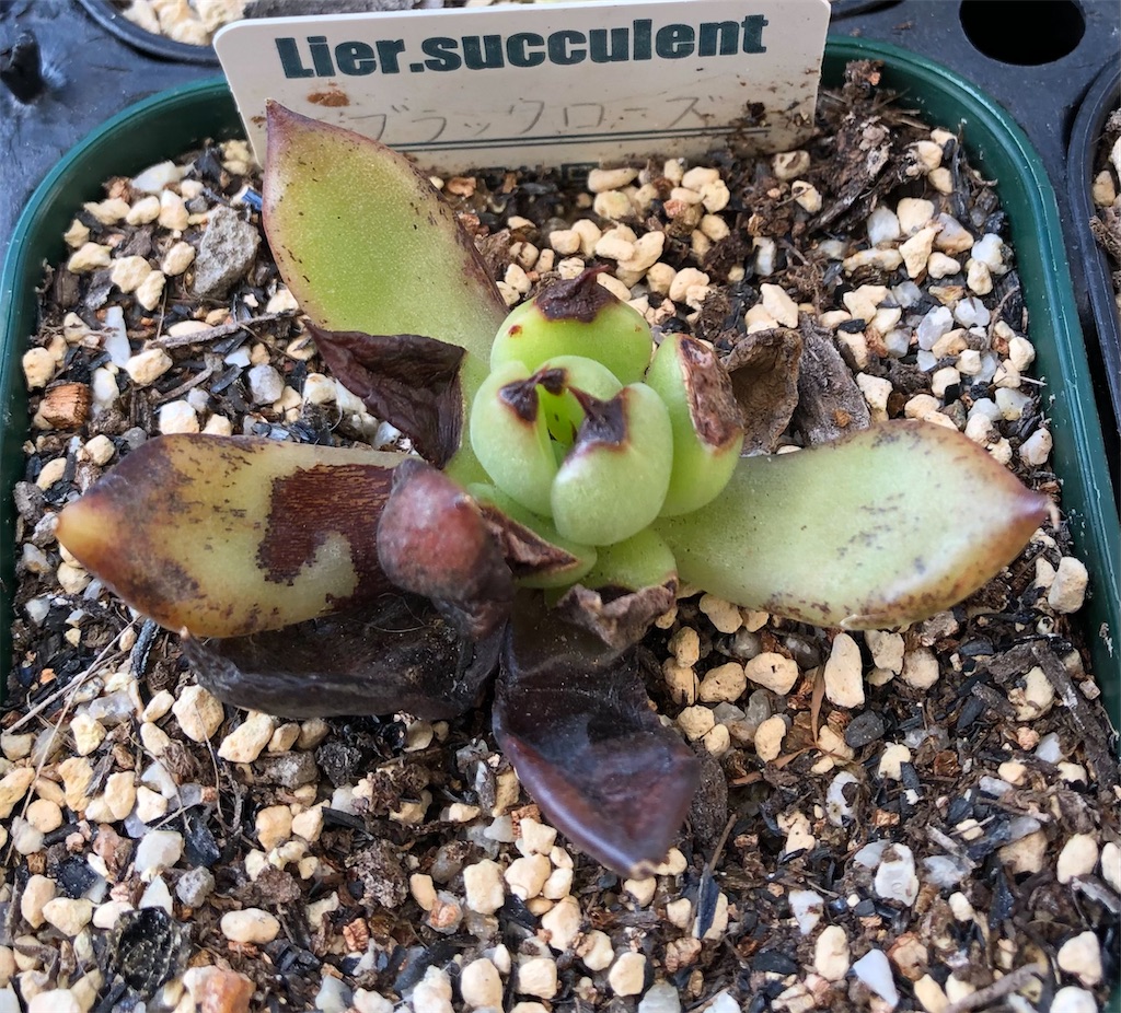 ♥️09 ブラックローズ／Lier リエール エケベリア 多肉植物 ♥️28 ブラックローズ／Lier リエール エケベリア 多肉植物