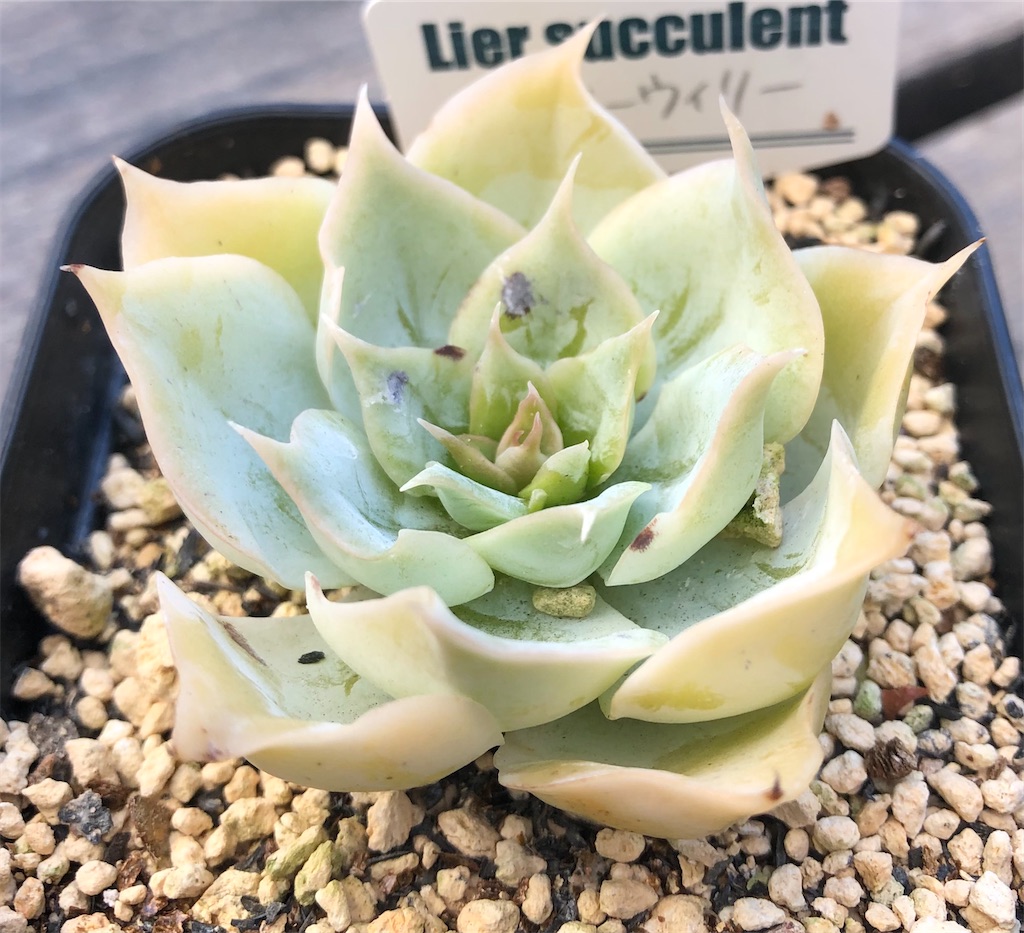 f:id:gekosuke1001:20211103080851j:image