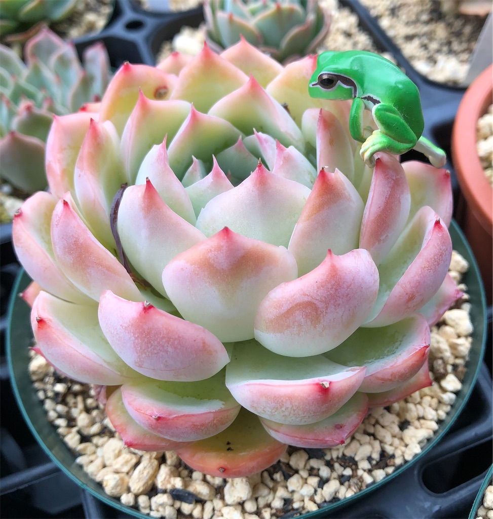 多肉植物   シルエット　双頭 ☆シルエット 多肉植物 自家栽培 国産 多肉植物 美✴︎taniku