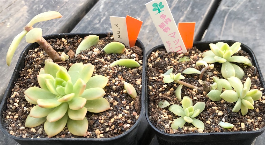 マッコス錦 - たったにく