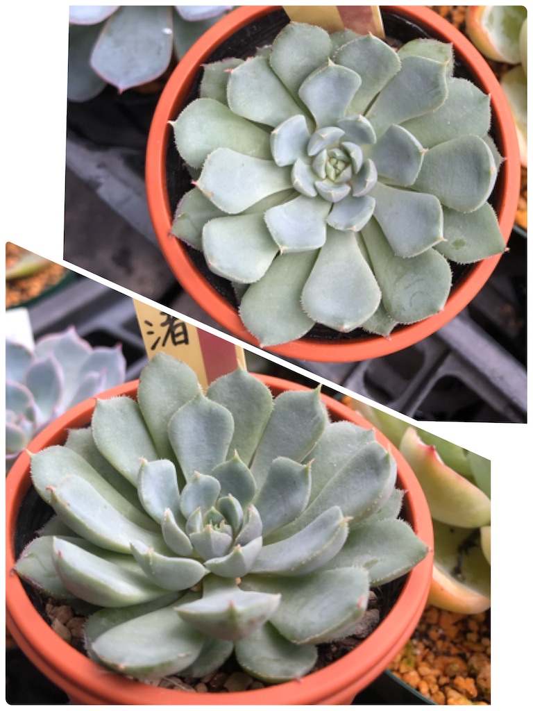 白雪の渚 おらいさん苗 ミックスベリア 名札無し 多肉植物 エケベリア