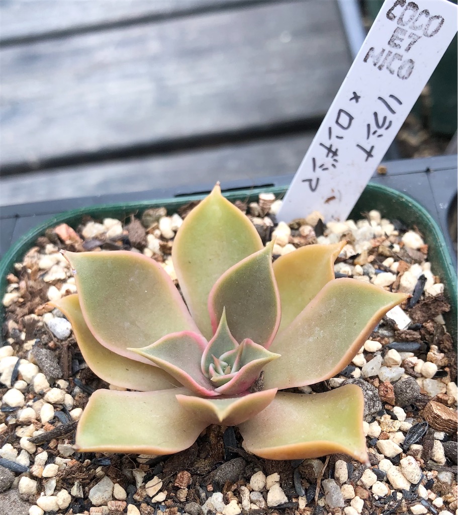 f:id:gekosuke1001:20220102195724j:image