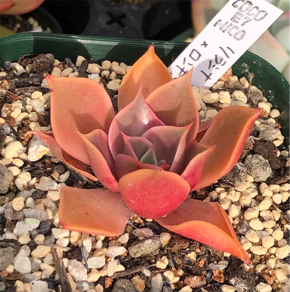 f:id:gekosuke1001:20220102200012j:image