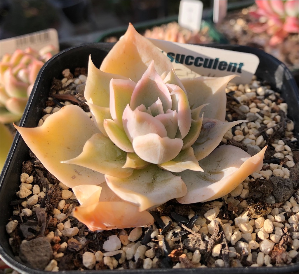 f:id:gekosuke1001:20220110083655j:image