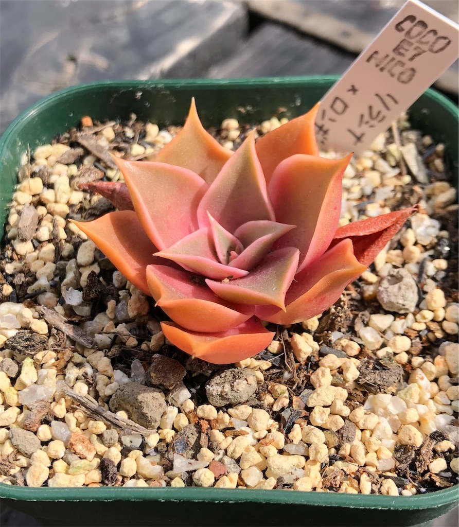 f:id:gekosuke1001:20220510220340j:image