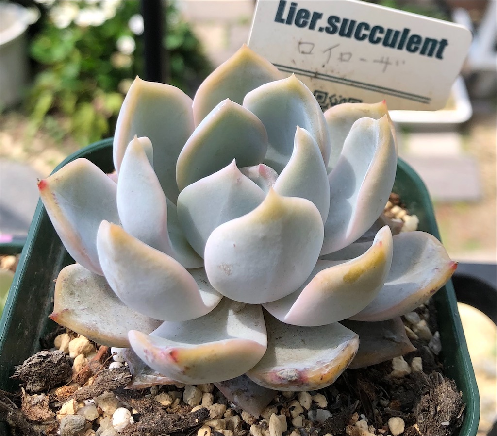 E.マリア 韓国苗 リエール苗 多肉植物 Lier.succulent E.マリア 韓国苗 リエール苗 多肉植物 Lier.succulent 【公式通販】