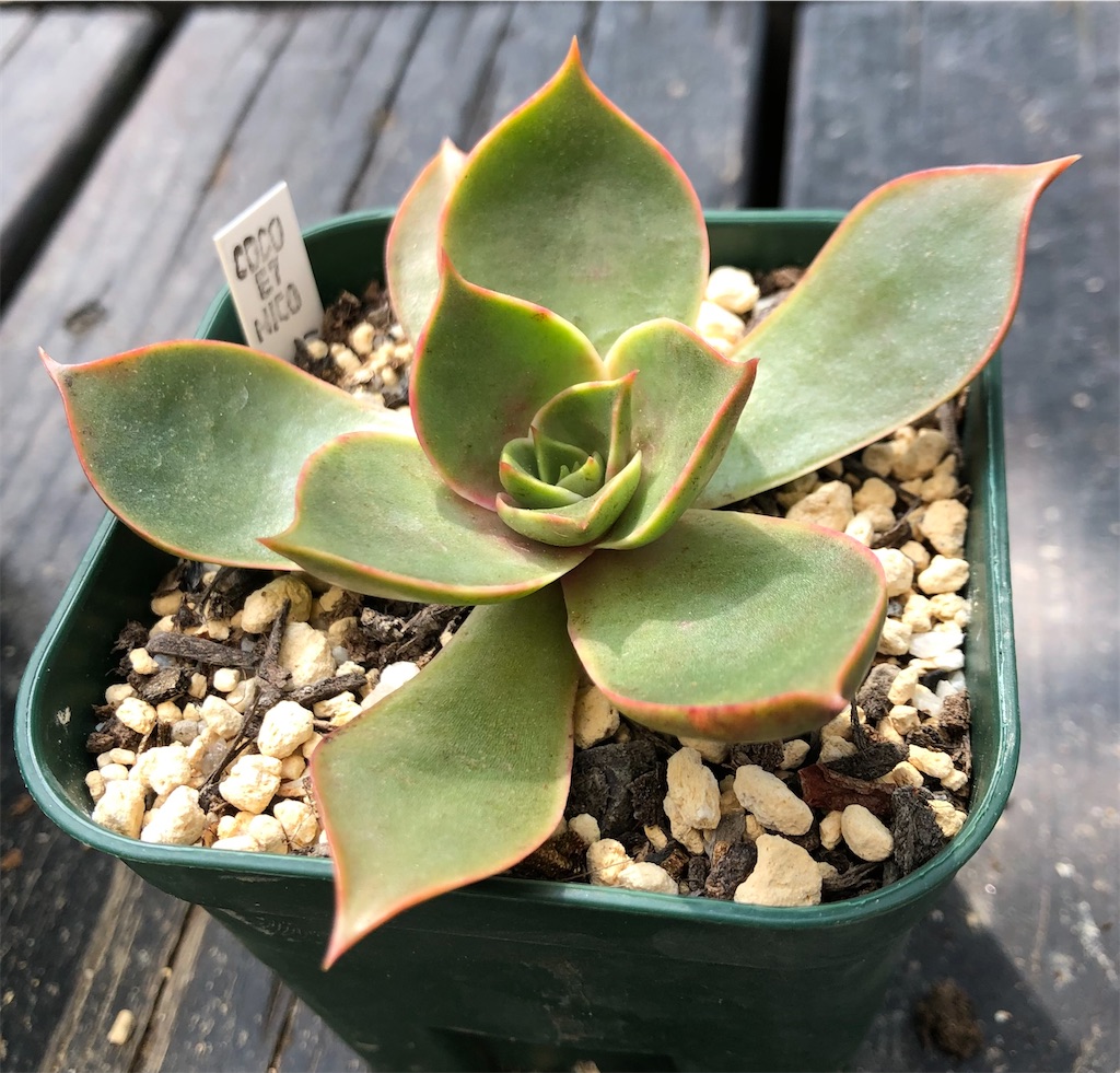 f:id:gekosuke1001:20221011223958j:image