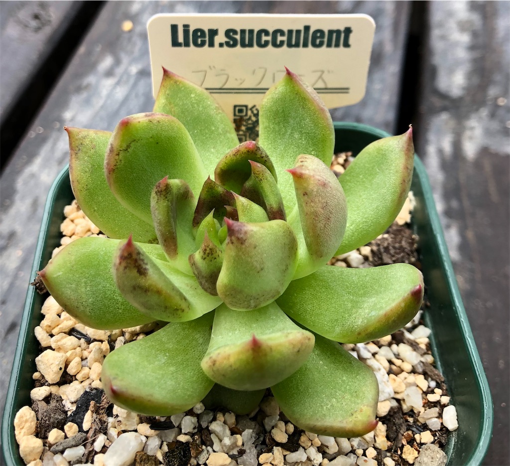 ♥️09 ブラックローズ／Lier リエール エケベリア 多肉植物 ♥️09 ブラックローズ／Lier リエール エケベリア 多肉植物