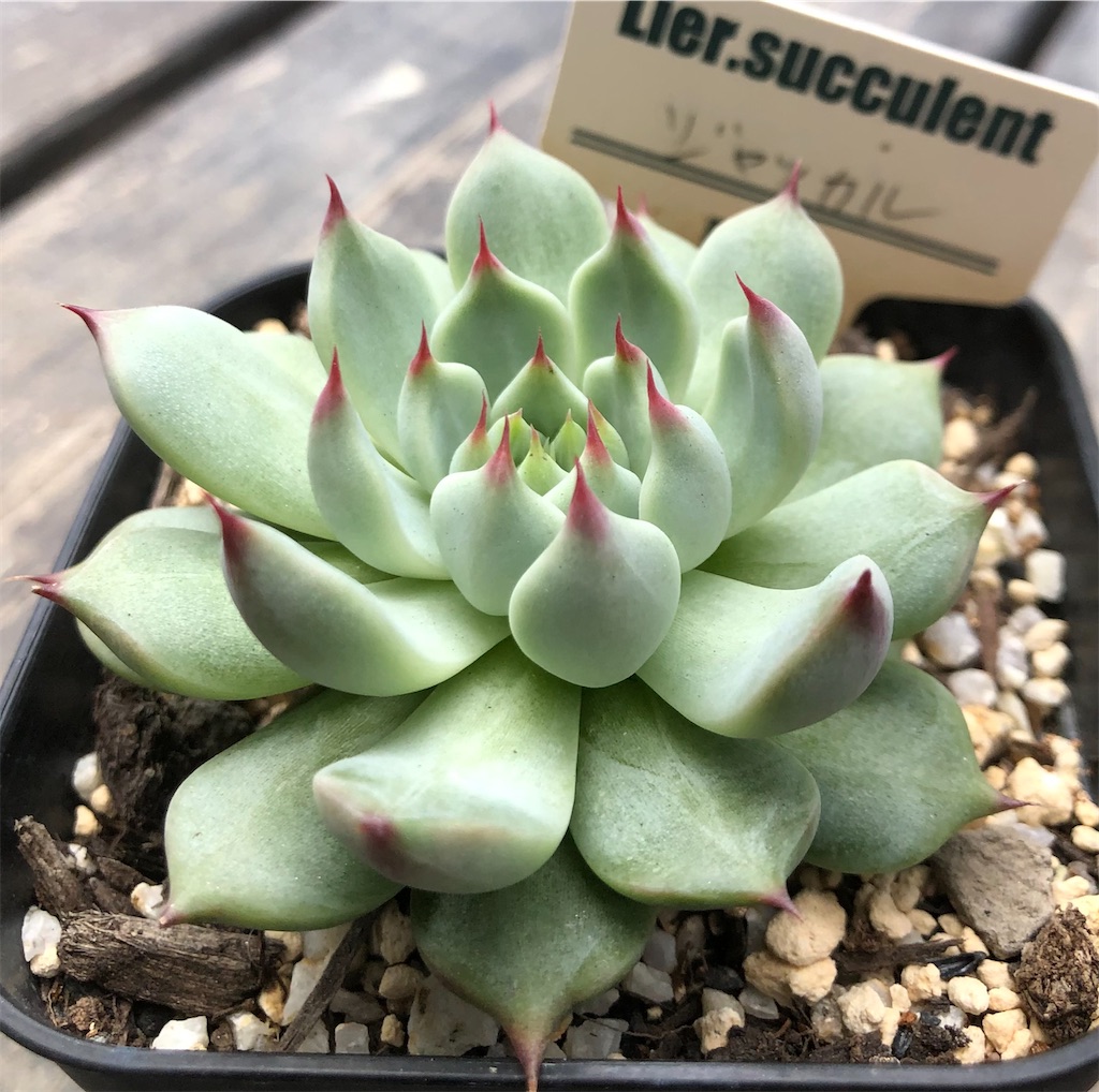 ジャッカル - たったにく