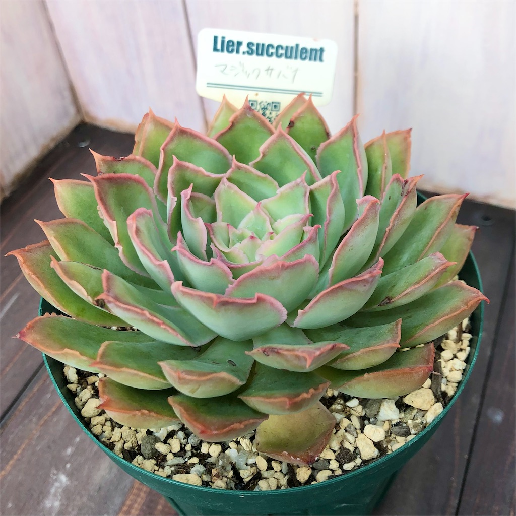 お纏め　多肉植物　レア　マジックサバナ錦　カット お纏め多肉植物レアマジックサバナ錦カット