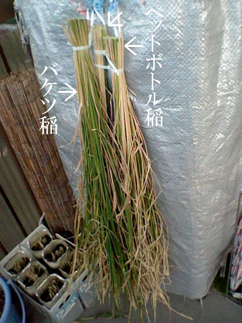 イメージ 17