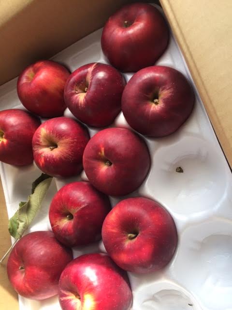 f:id:gemini-yahata:20171103120107j:plain