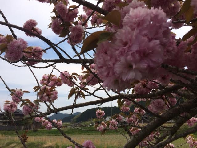 f:id:gemini-yahata:20180423004818j:plain