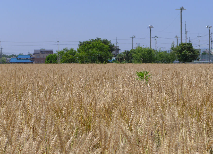 f:id:gemini-yahata:20180510160637j:plain