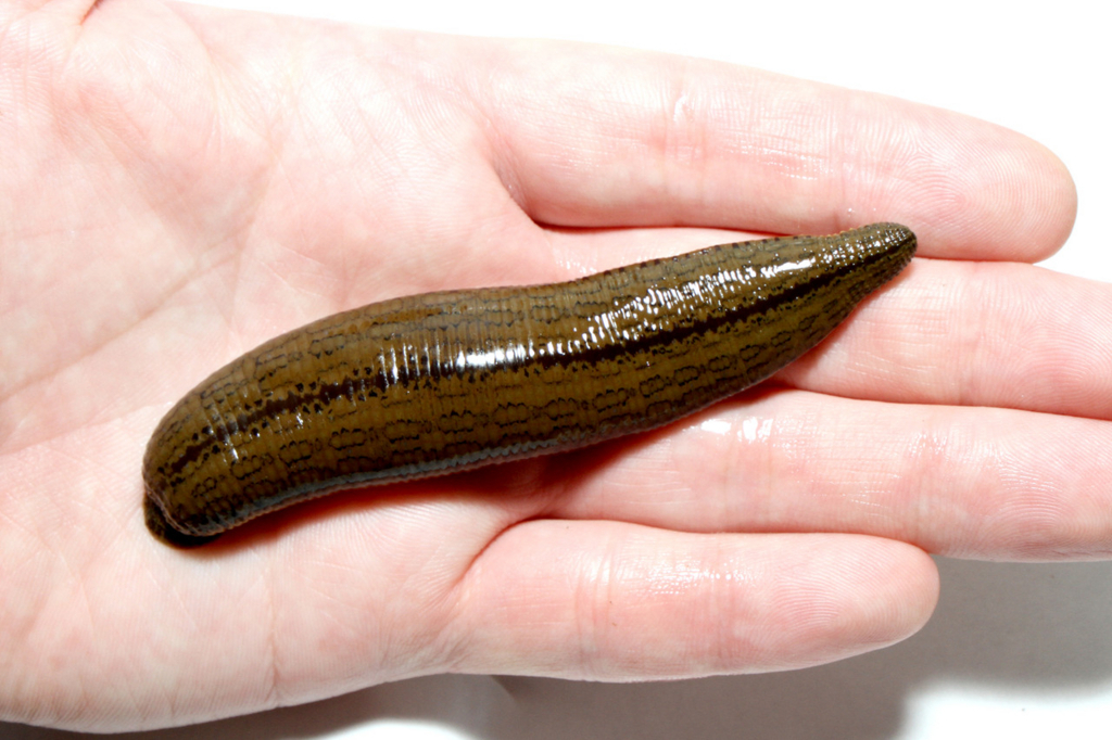 f:id:gemini-yahata:20180619131851j:plain f:id:gemini-yahata:20180619131851j:plain