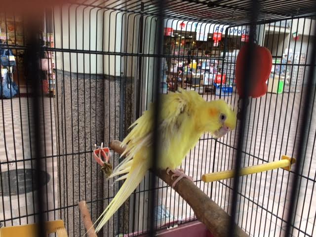 f:id:gemini-yahata:20180817135152j:plain