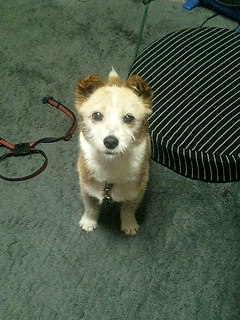 f:id:gemini-yahata:20180905142422j:plain