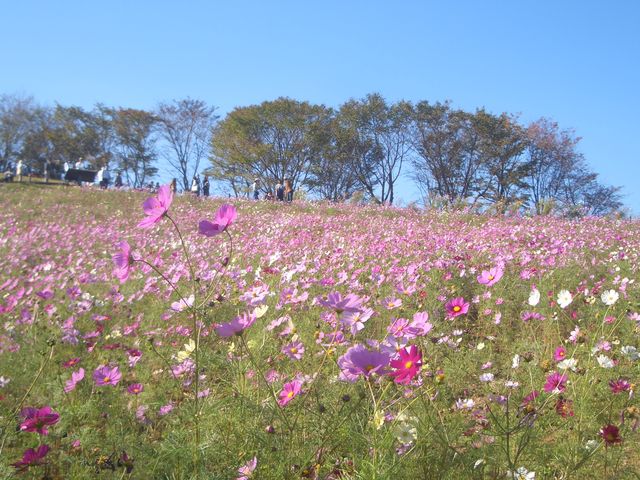 f:id:gemini-yahata:20181026114216j:plain