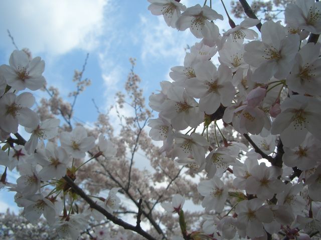f:id:gemini-yahata:20190401124323j:plain