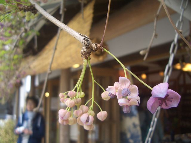 f:id:gemini-yahata:20190401124519j:plain f:id:gemini-yahata:20190401124519j:plain