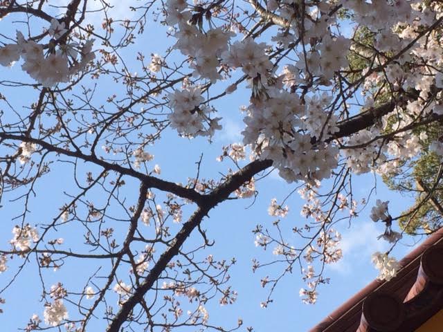 f:id:gemini-yahata:20190403163645j:plain