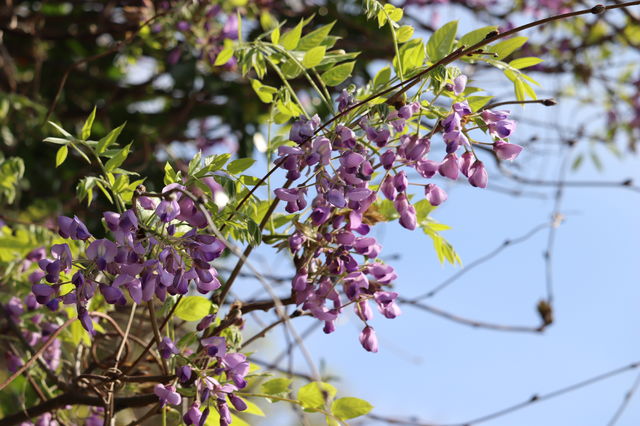 f:id:gemini-yahata:20190422080630j:plain