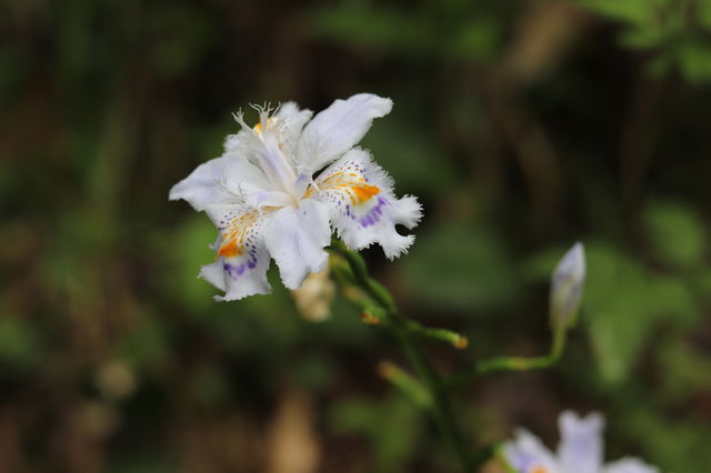 f:id:gemini-yahata:20190605162343j:plain