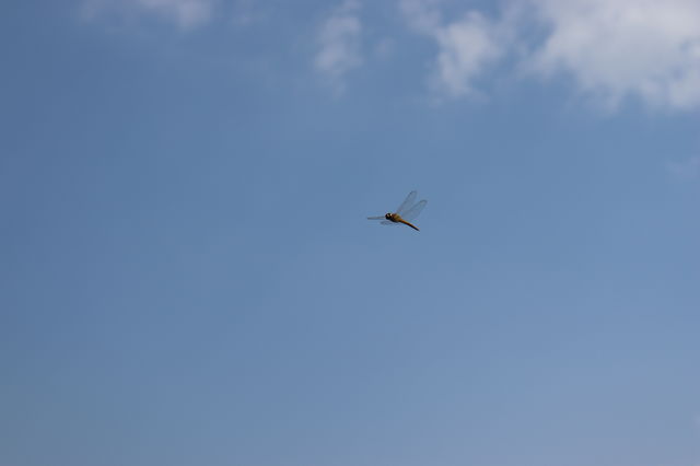 f:id:gemini-yahata:20190708112159j:plain