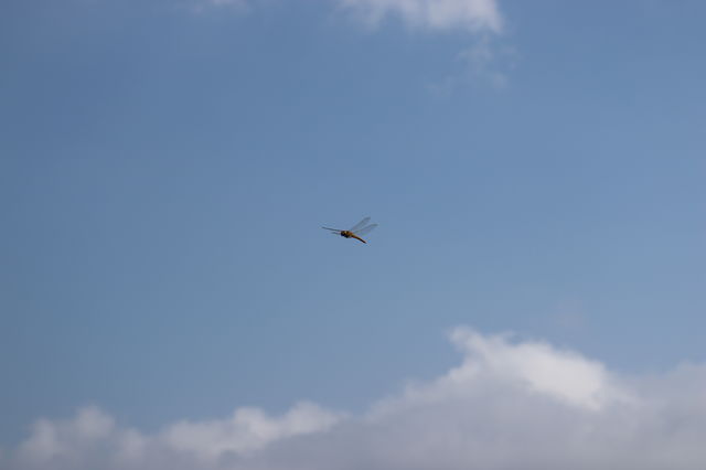 f:id:gemini-yahata:20190710093725j:plain