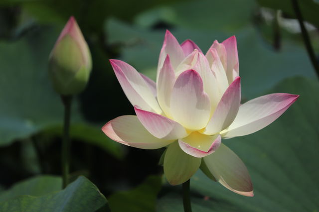 f:id:gemini-yahata:20190716234757j:plain f:id:gemini-yahata:20190716234757j:plain