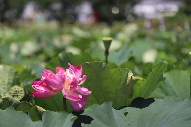 f:id:gemini-yahata:20190716234821j:plain f:id:gemini-yahata:20190716234821j:plain