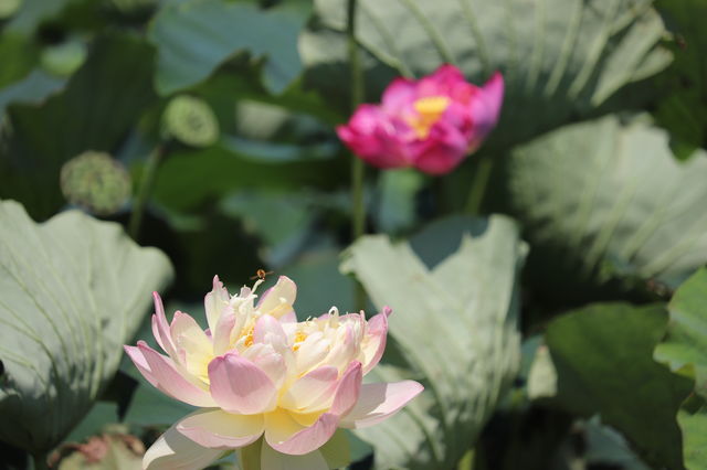 f:id:gemini-yahata:20190716234824j:plain f:id:gemini-yahata:20190716234824j:plain