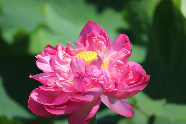 f:id:gemini-yahata:20190716234856j:plain