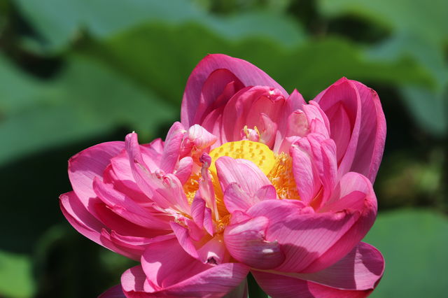 f:id:gemini-yahata:20190716234900j:plain