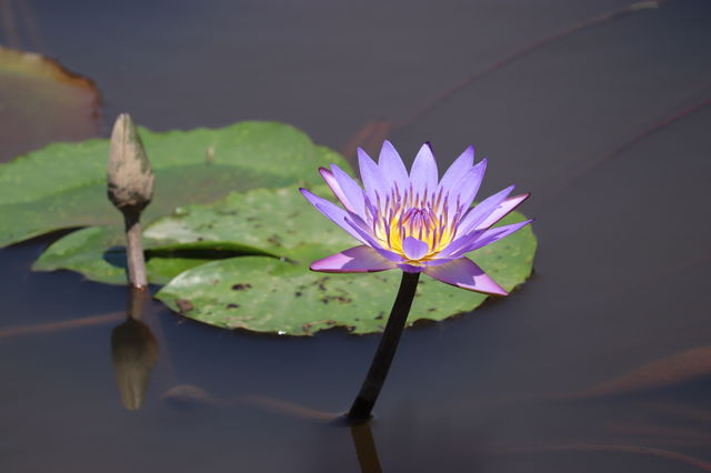 f:id:gemini-yahata:20190716234903j:plain f:id:gemini-yahata:20190716234903j:plain