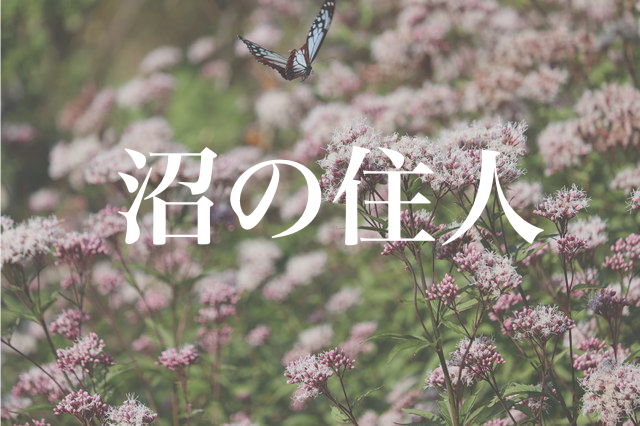 f:id:gemini-yahata:20191102211129j:plain
