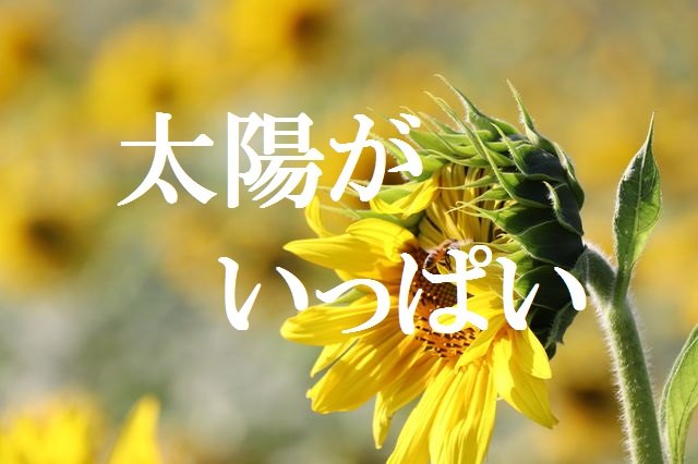 f:id:gemini-yahata:20191104160529j:plain f:id:gemini-yahata:20191104160529j:plain