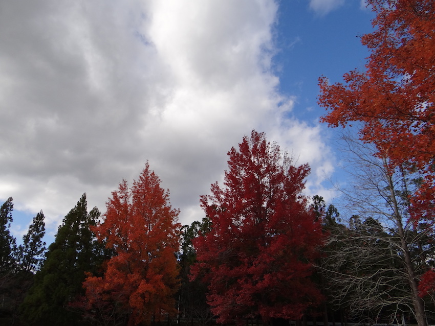 f:id:gemini-yahata:20191119224703j:plain