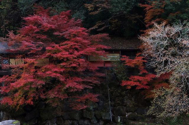 f:id:gemini-yahata:20191126105346j:plain f:id:gemini-yahata:20191126105346j:plain