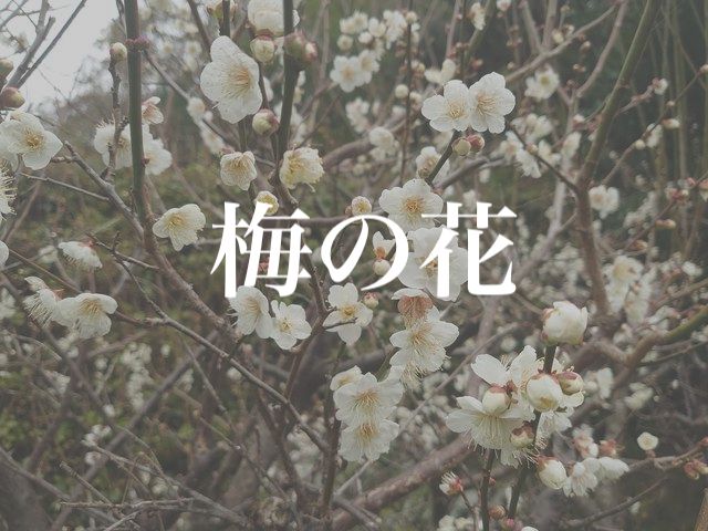 f:id:gemini-yahata:20200213112212j:plain