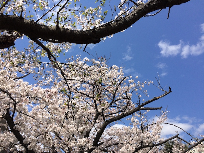 f:id:gemini-yahata:20200409165642j:plain f:id:gemini-yahata:20200409165642j:plain