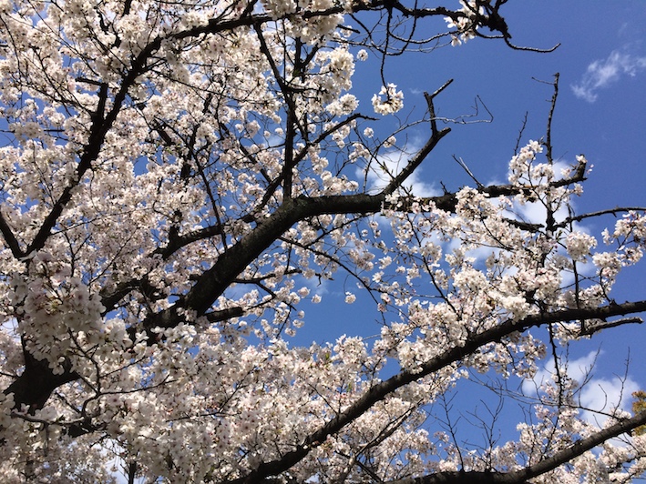 f:id:gemini-yahata:20200409165943j:plain f:id:gemini-yahata:20200409165943j:plain