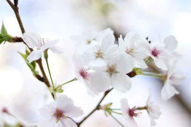 f:id:gemini-yahata:20200411104602j:plain